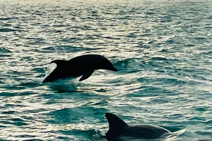 an animal swimming in the ocean