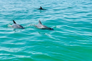 a dolphin swimming in a body of water