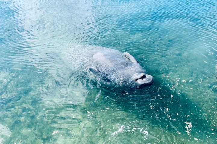 a polar bear swimming in the water